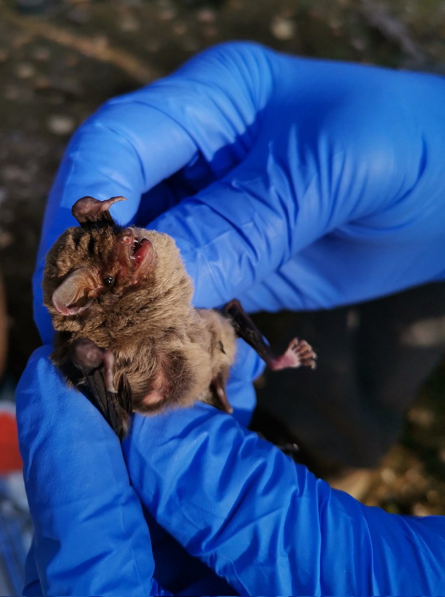 ZLanszki's tweet photo. Fildwork 🧬🦠🦇
#wildlifedisease #diseaseEcology #phdlife #bats #viruses #fildwork #womaninScience https://t.co/GfiU3cqEd4