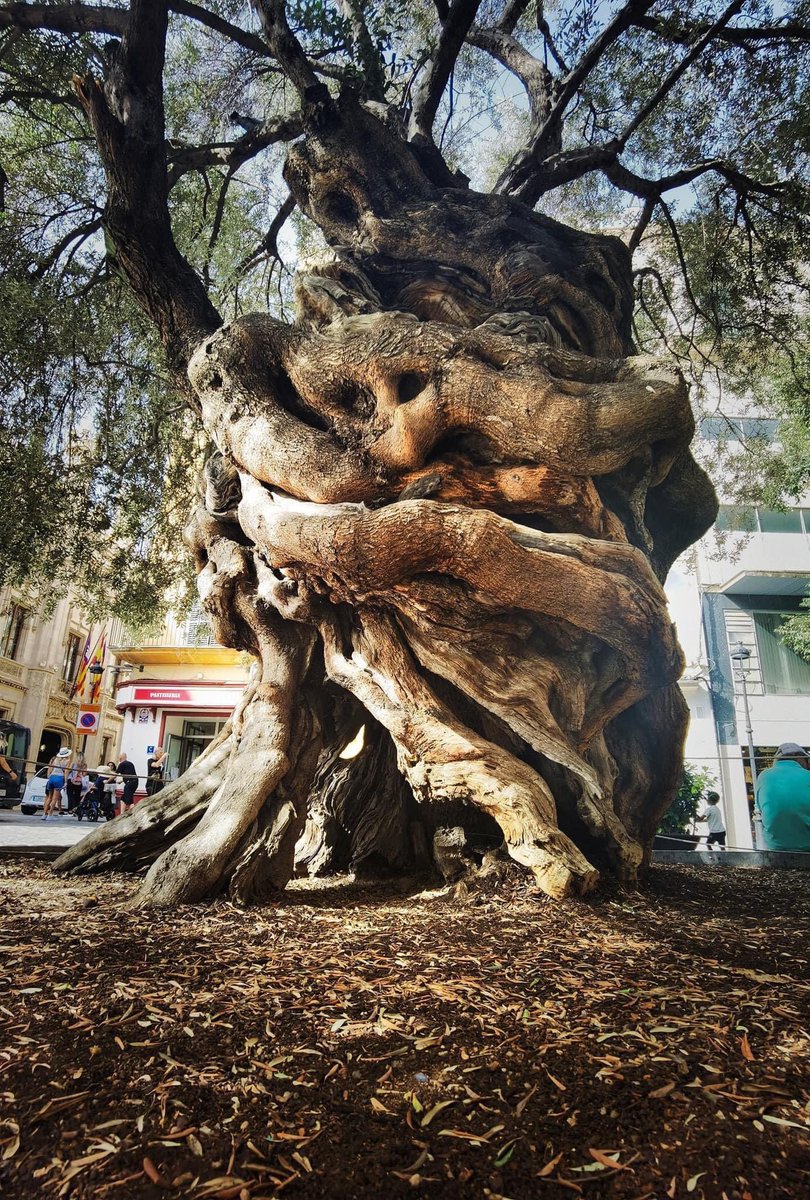 🥰❤️🌳🥰🌳❤️🥰🌳
600 year old olive tree
from the Serra de Tramuntana mountain in Spain
<a href="/keeper_of_books/">Adam Treeshepherd Rutsch</a> I know it’s not #thicktrunktuesday but I couldn’t wait to post this beauty!!!😂 <a href="/arborsmarty/">Trees etc.</a> <a href="/tansyleemoir/">Tansy Lee Moir</a> @WildTreeAdV #trees #olives #art #nature (pic found on FB) #natural