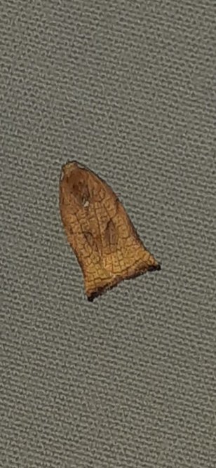 Als dit de #groteappelbladroller is, een #nachtvlinder van amper een centimeter vraag je je af, hoe 'groot' de kleine appelbladroller is, als die tenminste bestaat; vannacht gespot in mijn kampeermiddel