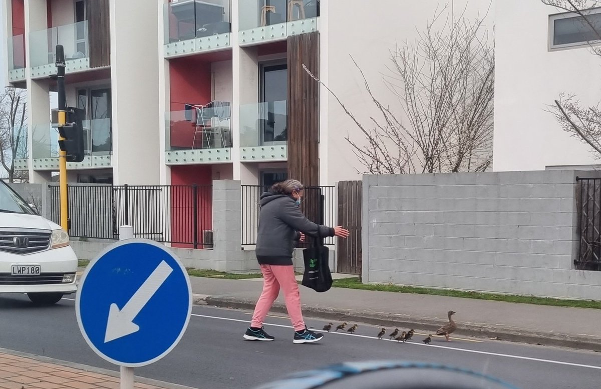 Today's little bit of wholesome. A lovely random good citizen escorted a mama duck and her babies across the road. Yay for humanity!