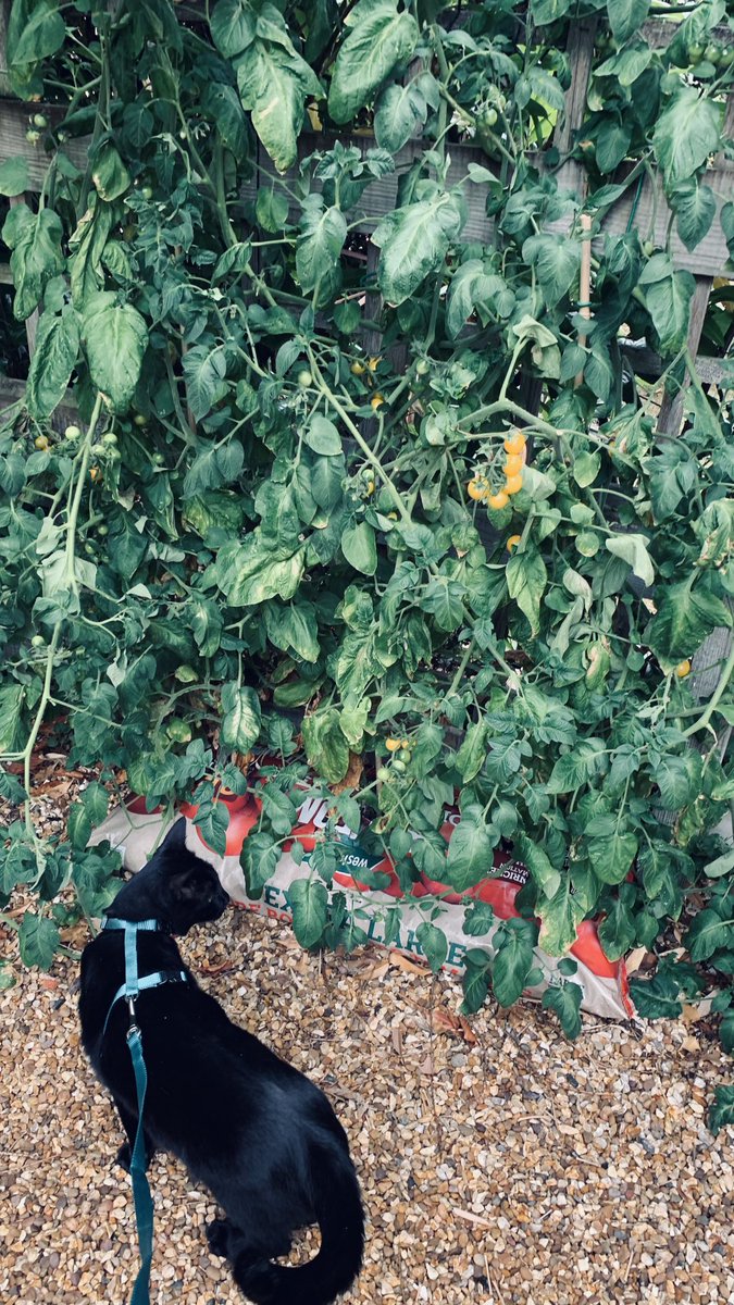 RolfatWarwick's tweet photo. Rolf report 7 Sept: #SummerFlashback: When I got back from the cattery I had some special duties. They included inspecting Dr Claudia’s tomato plants while she was in Portugal for the summer, & making sure my American Human watered them properly. They’re nearly ready! Rolfx https://t.co/cyc3OAlCRw