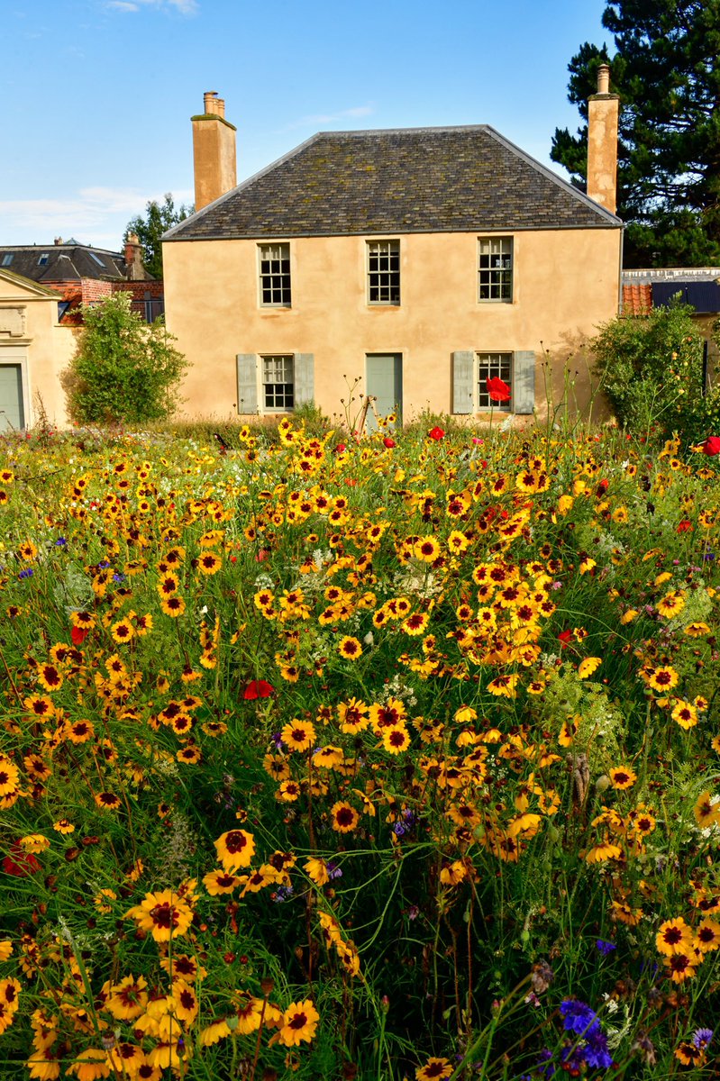 meadowmania's tweet photo. The annual @PictorialMeadow continues to flower into September outside the Botanic Cottage @TheBotanics. The Coreopsis tincotoria now flowering gives the display an autumnal feel. Don’t miss it! #horticulture #Edinburgh https://t.co/0TbgIu9PND