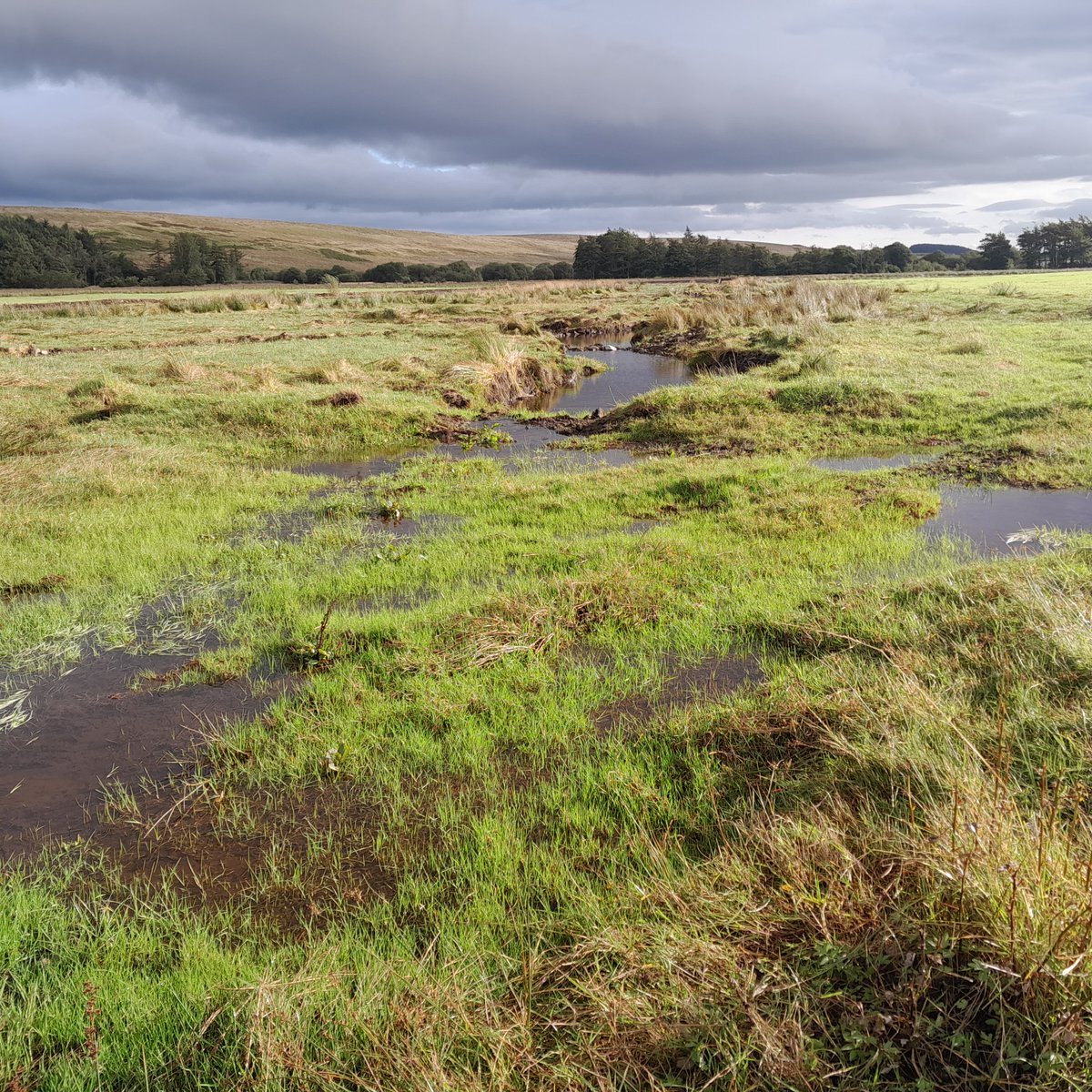 jen_selvidge's tweet photo. The flowing wetland looking great this morning - #Geltsdale all this, in addition to the new sinuous channel! So much water on site considering the amount of rainfall. Excited to see how this part of the river develops over time. Roll on Spring #Waders    @Dynamic_Rivers https://t.co/38WLiX2FSy