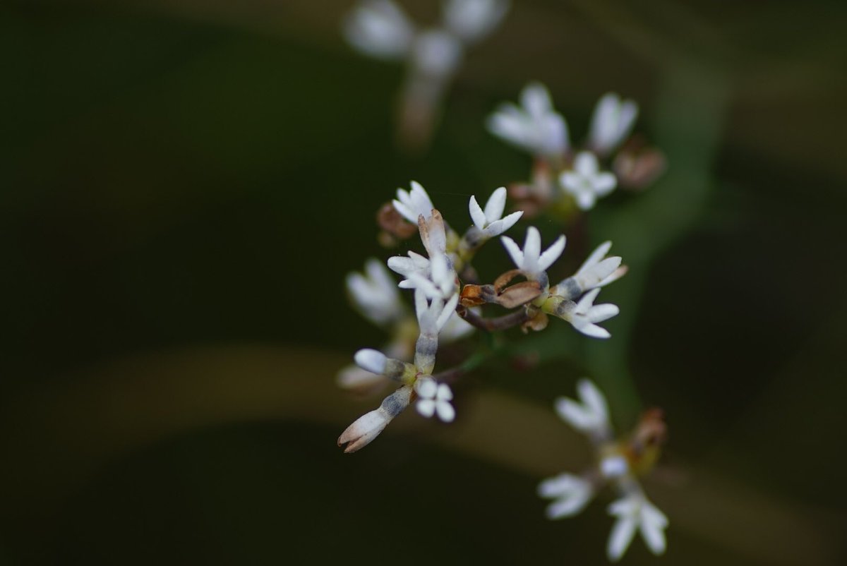 lost_in_botany's tweet photo. #Conospermum flexuosum flowering through the open low shrubland, including a lil fly visiting the flowers, had its face in the flower but not sure if it’s a pollinator? https://t.co/yb0LFXqtSM