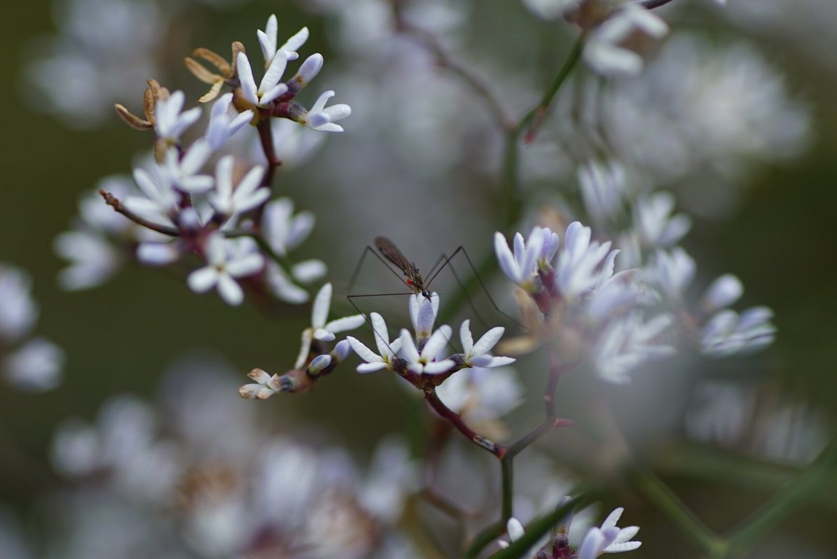 lost_in_botany's tweet photo. #Conospermum flexuosum flowering through the open low shrubland, including a lil fly visiting the flowers, had its face in the flower but not sure if it’s a pollinator? https://t.co/yb0LFXqtSM