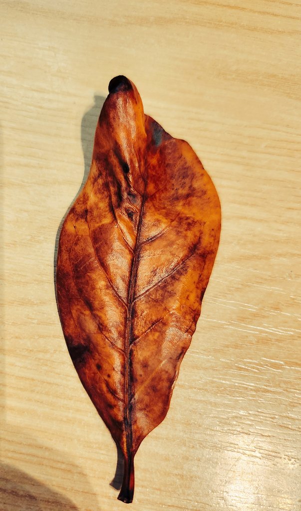 nclanlibrary's tweet image. My daughter has given me a magic leaf to use at work today. Don't make me use it. 😆#nclanlibrary #sheisthree