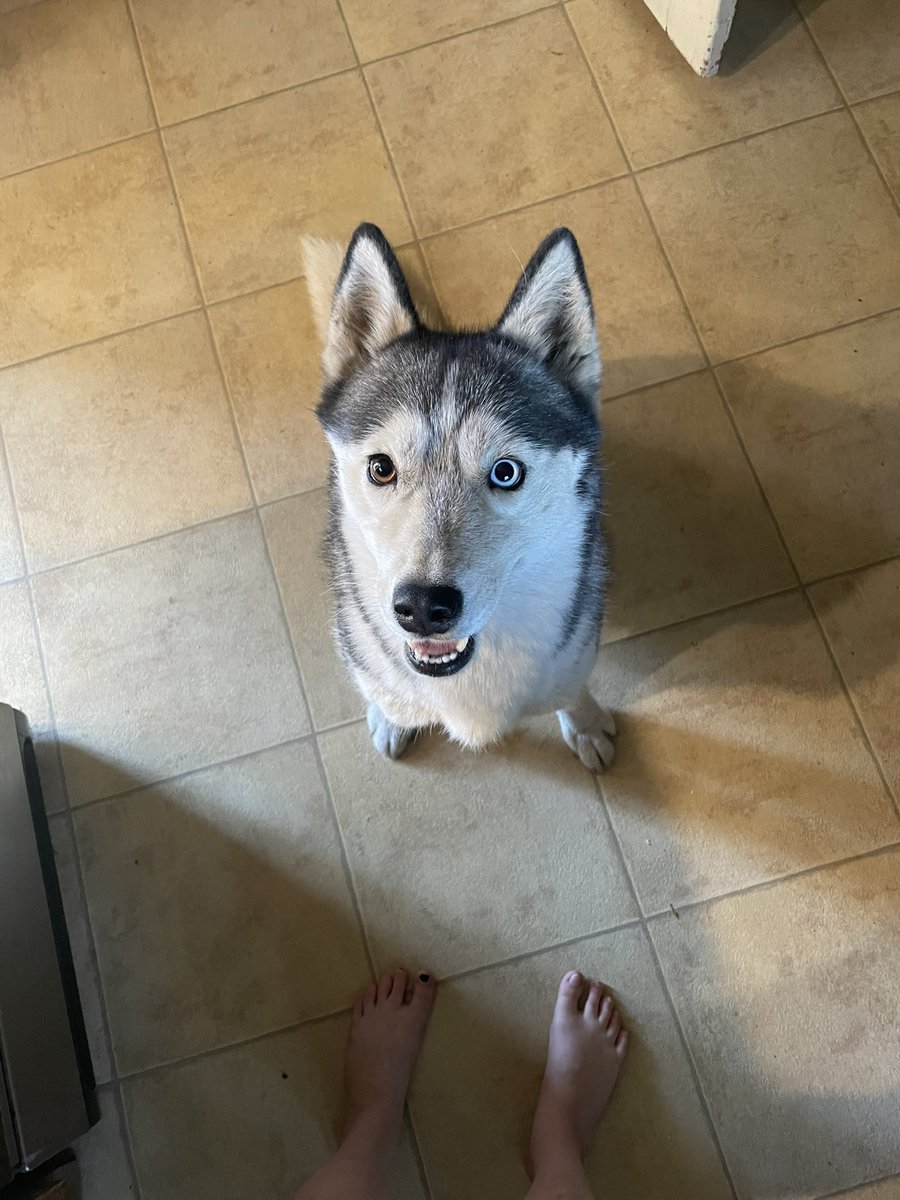 kellypauliine's tweet photo. Goodest girl ❤️ https://t.co/rl0MwLyDeA