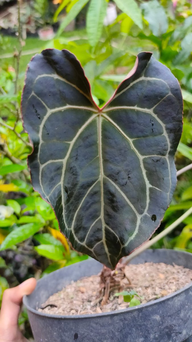 Ramleaf_'s tweet photo. Dark and red line.
#planttwitter #houseplants #houseplanthour #HomeDecor
#allaboutanthuriums #anthuriumcollection #leaftexture #plantaddict https://t.co/VBX0aCG9AG