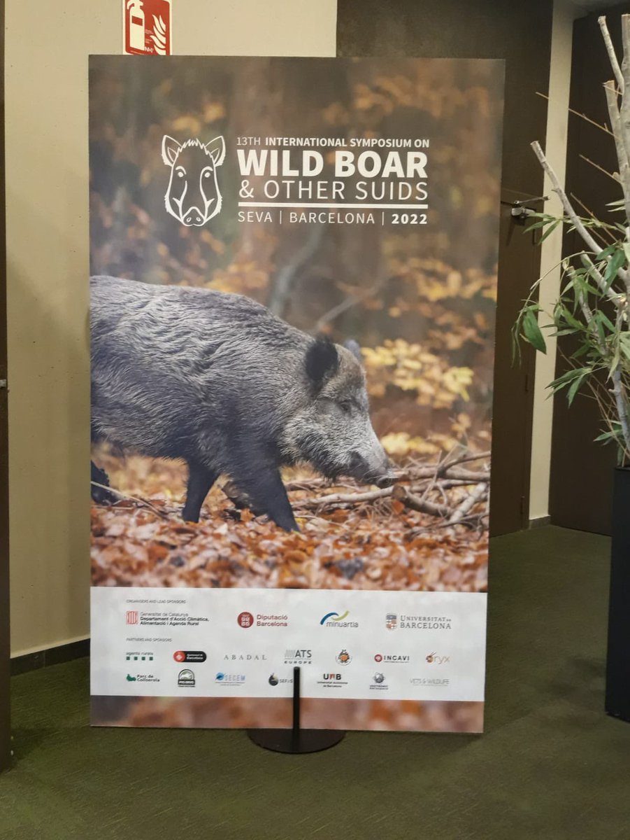 Participamos como Partners en @Wildboar2022. Más de 200 expertos de 25 países y 108 comunicaciones científicas sobre el jabalí, su ecología y su interacción con los humanos. Más Info en wildboarsymposium.com