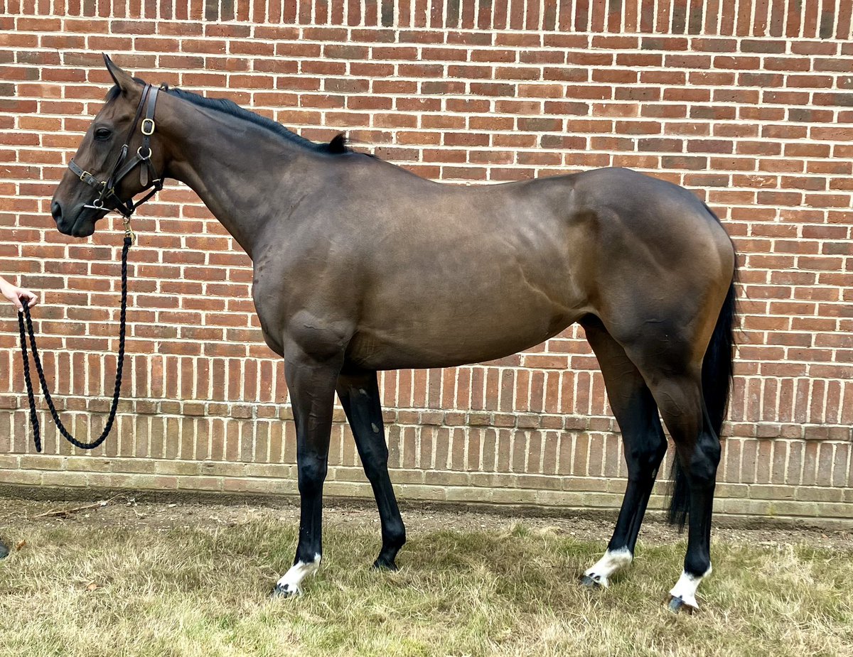 Noel Williams Racing tweet media