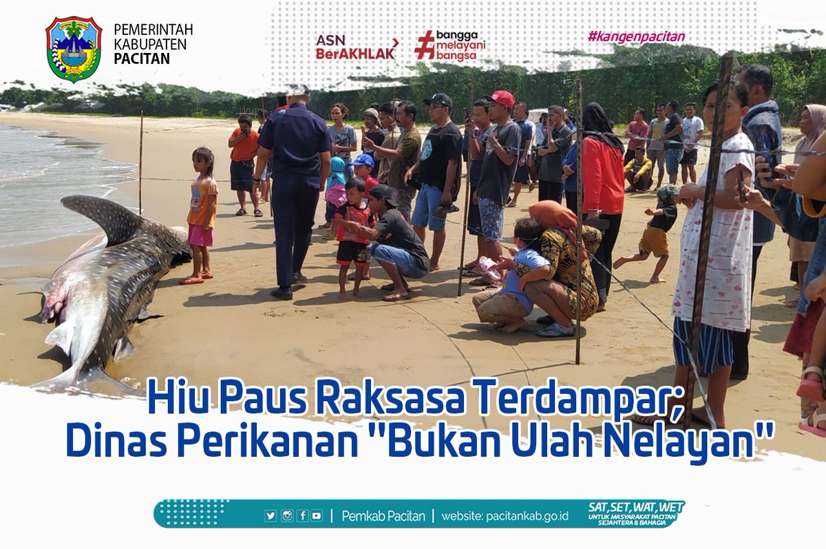 PemkabPacitan's tweet photo. Hiu Paus Raksasa Terdampar; Dinas Perikanan "Bukan Ulah Nelayan"

"Kita lihat langsung, ternyata kondisinya sudah tidak bernyawa," kata Edi Yanuriadin,  Kepala Bidang Perikanan Tangkap, Dinas Perikanan Pacitan pagi ini (07/09).

https://t.co/MPuc7v4et9

#hiututul #paustutul https://t.co/IFBBoVtWSQ