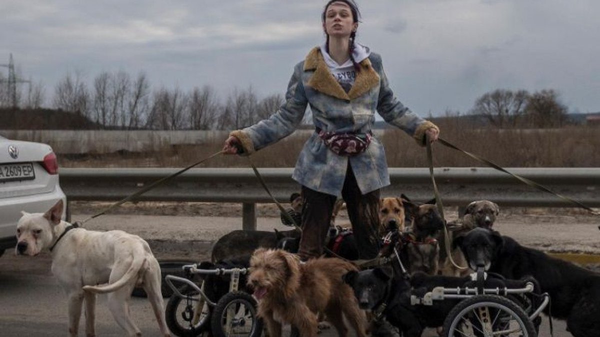 Hi, we are animal volunteers from Irpin, you know us from this picture. 
We decided to tweet for our English-speaking audience. 
We have been working hard for 4 years and we keep on our duty in spite of the war. 
#Украина #UkraineRussianWar #Irpin #Ukraine️ #volunteers