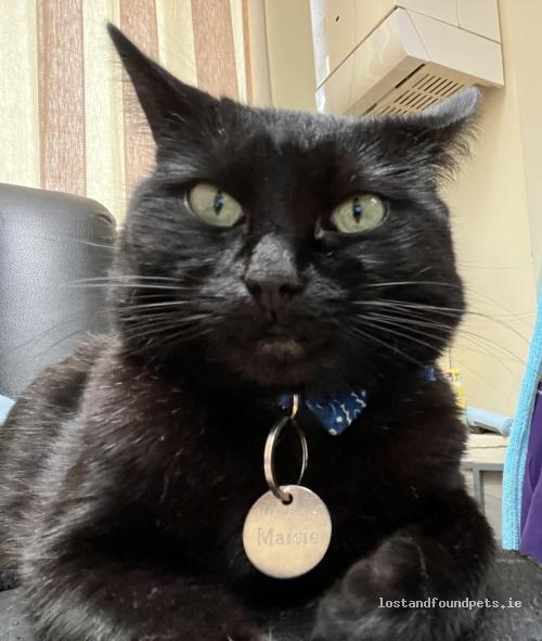 lostfoundpets's tweet photo. A female cat was lost on 22/06/2022 in Evergreen Road, #Cork https://t.co/Jg2jhRTMPW #lpie https://t.co/DMPplWdqRE