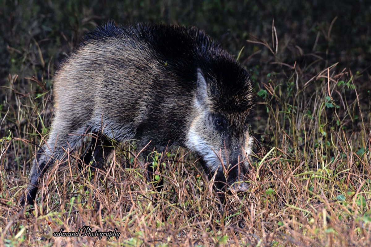 Wild boar ready to charge #NNTR #Gondia