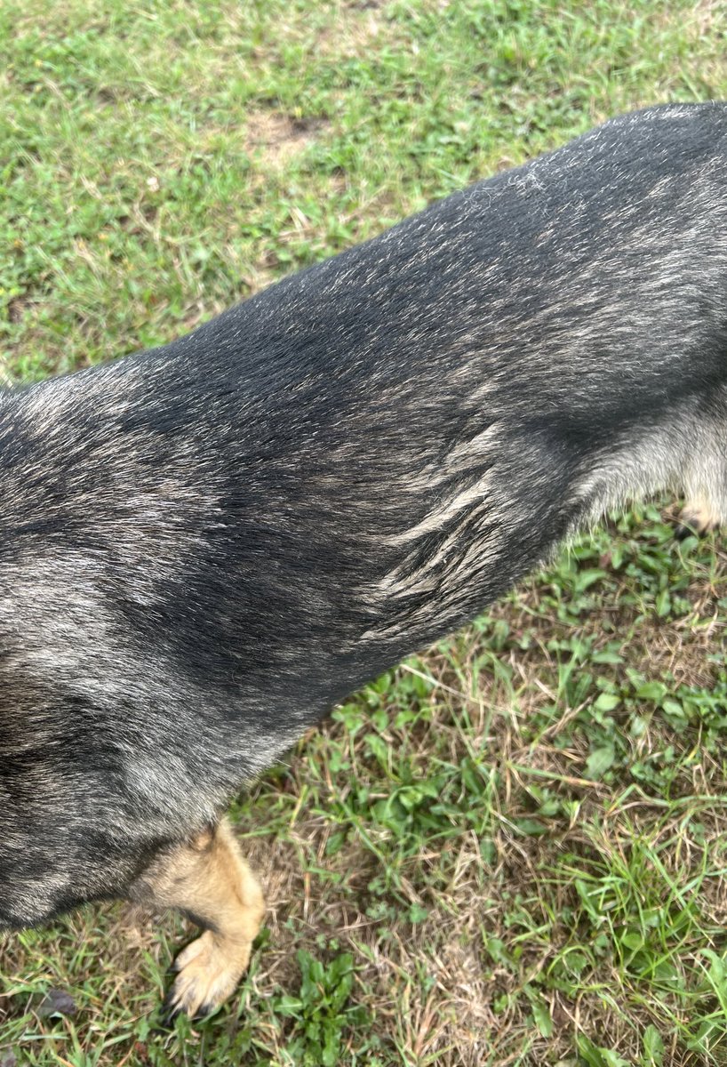 amydeemo's tweet photo. I 💙 my dogs most the time but not this morning. Training day 3 & PD Jinx rolled in something that made my eyes water 🤢💩 on her morning walk…apparently the ‘we’re going to a nice venue today please stay clean’ was optional! 🤬#SheStinks #WhatTheFIsThatWednesday #DogHandlerJoy https://t.co/Wb9RftLCfW