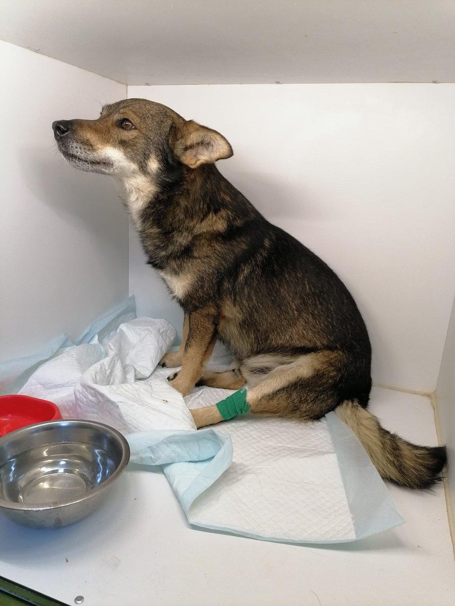 Since the last day we have +4 wards. 
Yesterday we found a pregnant cat, battered and very thin. 
One month old one-eyed kitten, coming to us from the village. 
An invalid dog injured by a shrapnel grenade.  
Also, we have a puppy with enteritis