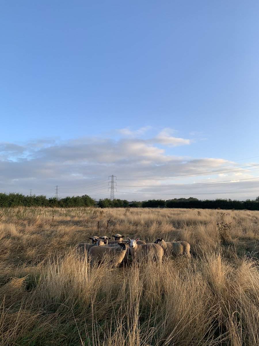 Yesterday I bought my first 15 store lambs, dad has had to prepare me for loosing all of my money but for now I’m excited for my new shepherdess journey. Not sure I’ve ever been so happy to hear a sheep baa. We all have to start somewhere.Quite apt to say it’s <a href="/LoveLambWeek/">Love Lamb Week</a> 🐑