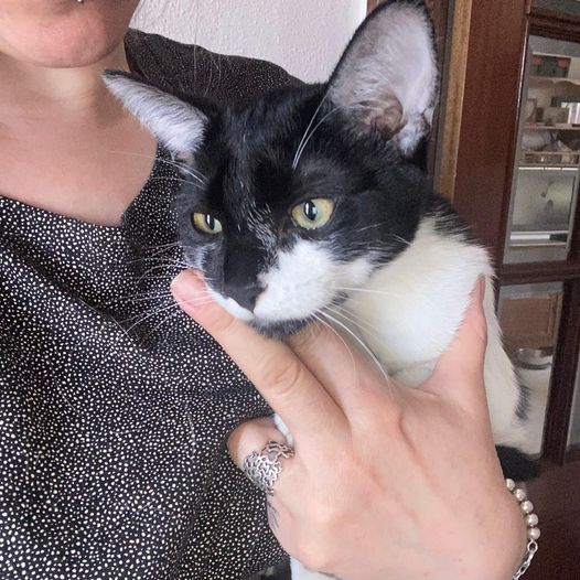 🚩 GATO JOVEN ENCONTRADO en el portal de PLAZA ZARAMAGA 7 (Vitoria) españa
Copiamos y ayudamos a difundir:
Gatito macho de unos 6 meses sin castrar. Ha aparecido en el número 7 de plaza Zaramaga.  620947862