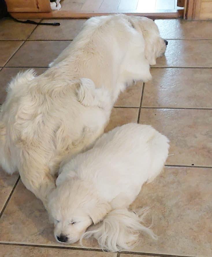 DogsforDisable1's tweet photo. Our dogs could teach us so much, if weโd just take the time to learn from them!
Itโs bucketing rain outside, so momma Lizzie & her baby girl are just chilling out together with no care in the world ๐ฅฐ #love #dogsofinstagram #doglessons #goldenretriever #mommaandbabygirl https://t.co/jDQki4sCvi