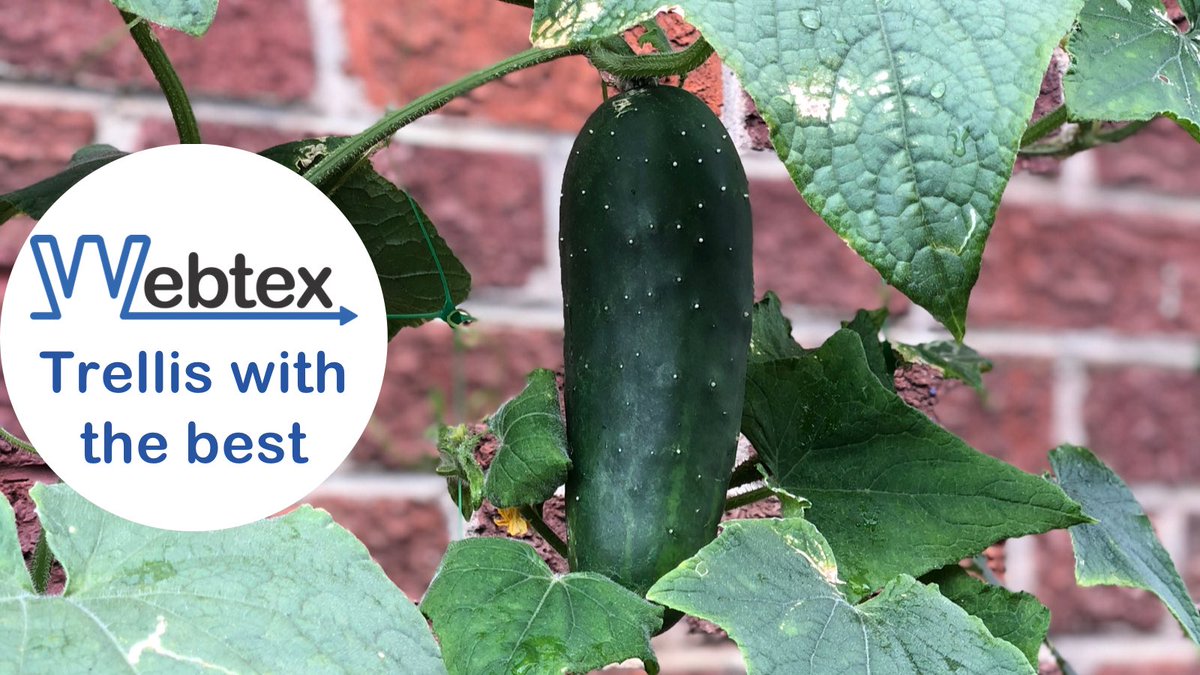 WebtexZw's tweet photo. Get more out of your crop🥒🧵
#trellising #cucumber #horticulture #zimfarming #supportingagriculture #webtexzw https://t.co/dKS7CBOemI