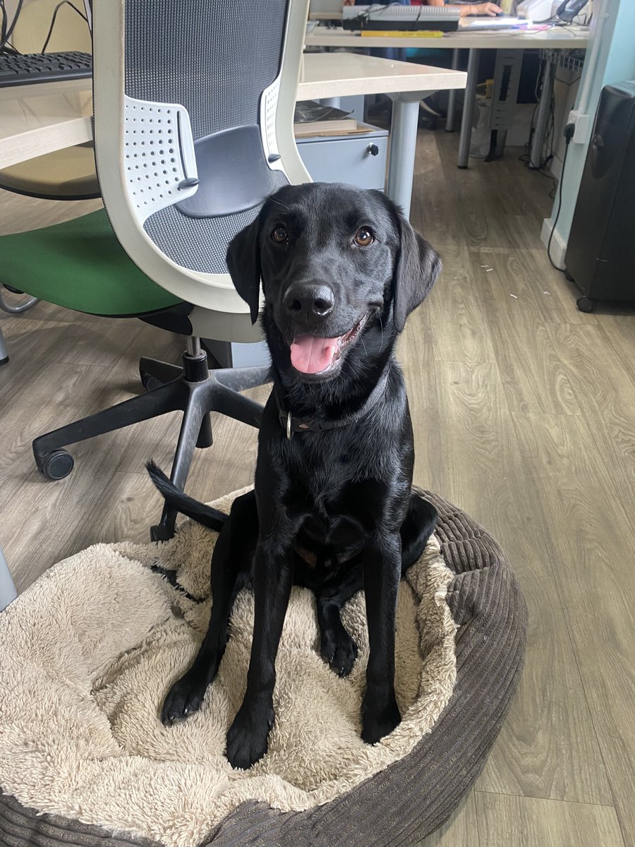 It’s Rex’s first birthday today! He bought all the staff donuts and cake! Such a good boy!! He has gone from being office shredder to bin emptying!! #labrador #dogbirthday #dogsatwork #officedog