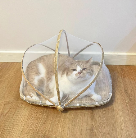 ThreeKitty_Wong's tweet photo. A must-have mosquito repellent for kittens!
#cats #CatsOfTwitter https://t.co/NURdkuxQb7