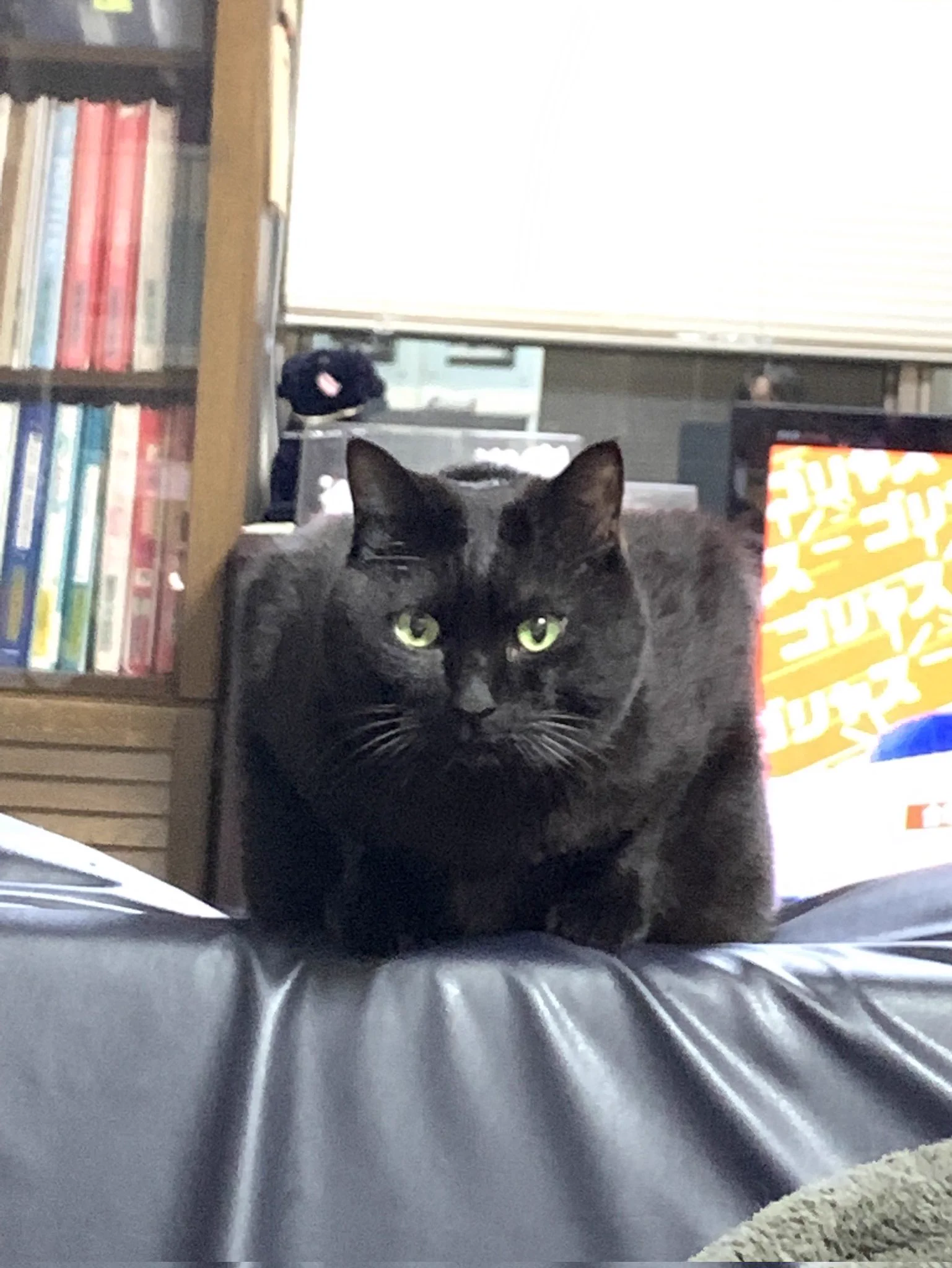 うちの猫かと思いました  