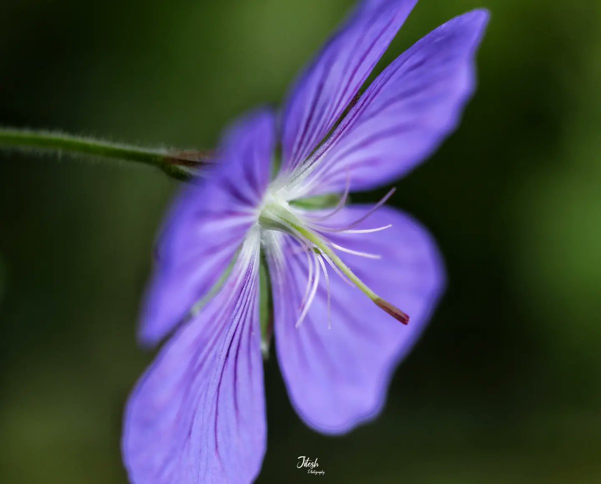 jitesh_bisht5's tweet photo. Purple Geranium๐ท๐ฟ๐
#macromood #topmacro #rawmacro #canonindia_official #rawallnature #rawflowers #valleyofflowers #chamoli #uttarakhand https://t.co/LHSAyOrJLV