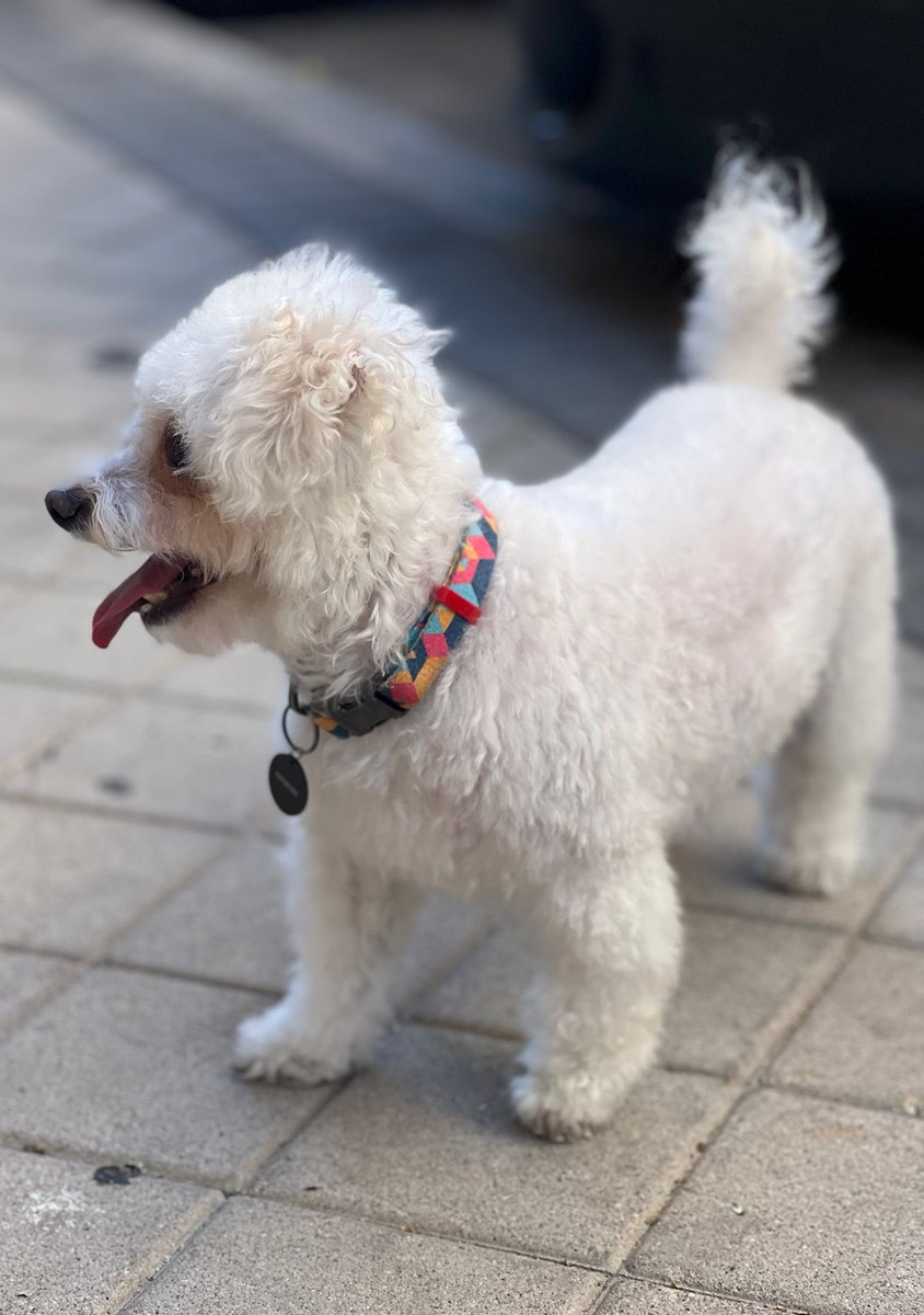 davc3lis's tweet photo. Lo más bello que verás hoy ❤️💋 #bichonfrise https://t.co/GfI0s9JVtv