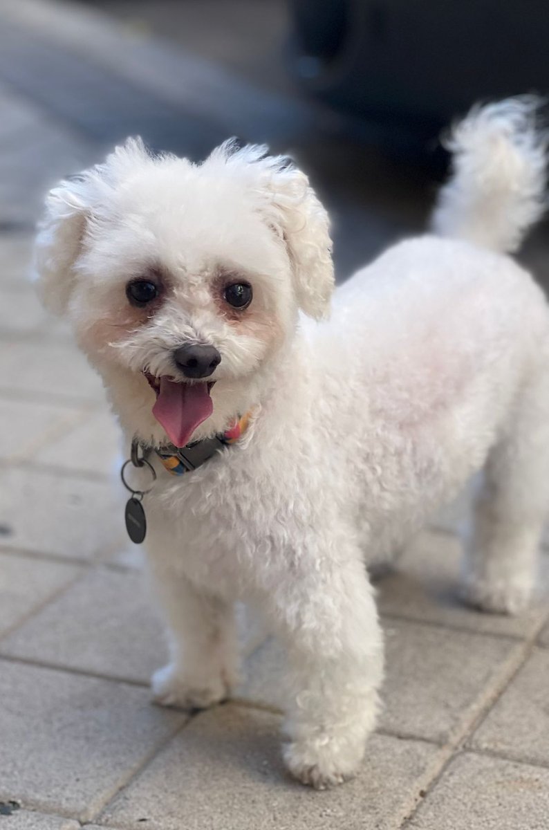 davc3lis's tweet photo. Lo más bello que verás hoy ❤️💋 #bichonfrise https://t.co/GfI0s9JVtv