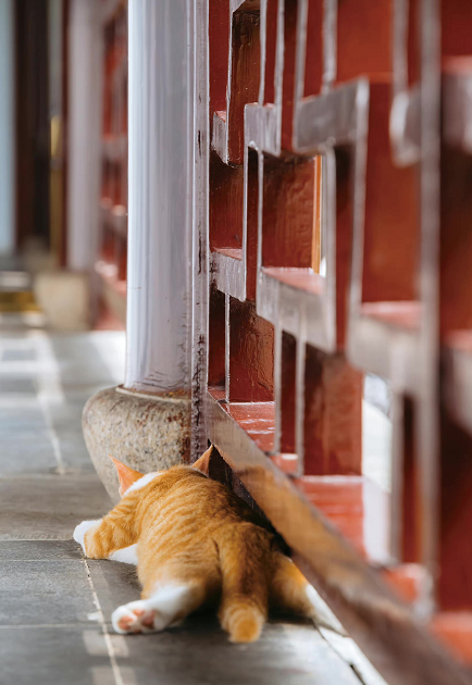 ThreeKitty_Wong's tweet photo. The little orange cat enjoying the shade under the railing~
#cats #CatsOfTwitter https://t.co/5a7XXL72EJ