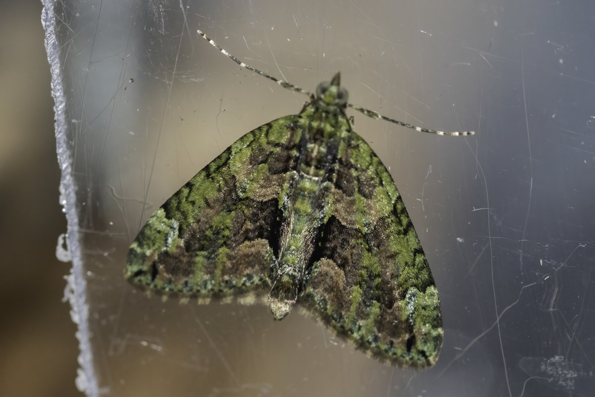 i_ijoseph's tweet photo. Useless photos (Too early in the morning for me to spot wrong camera settings!) but new for me Red-green Carpet and a tiny Caloptilia helped balance the 29 LYUs in the trap this morning! https://t.co/R5WWtzh1oP