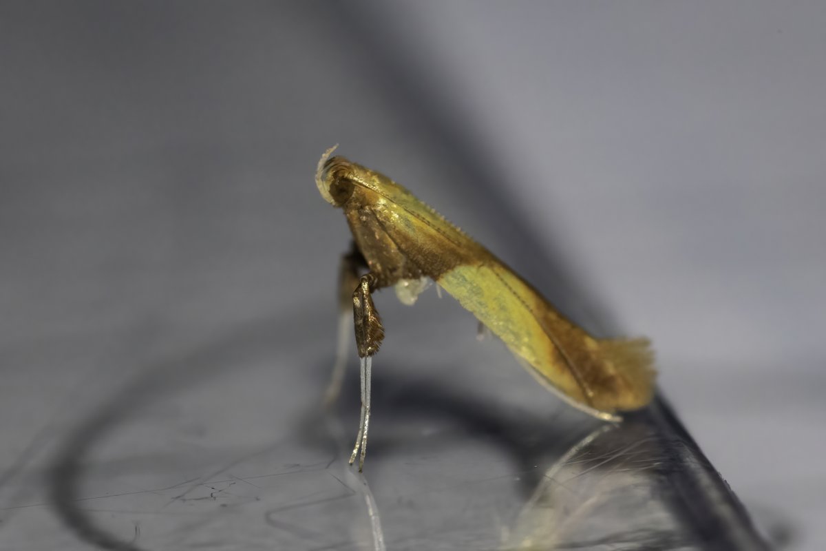 i_ijoseph's tweet photo. Useless photos (Too early in the morning for me to spot wrong camera settings!) but new for me Red-green Carpet and a tiny Caloptilia helped balance the 29 LYUs in the trap this morning! https://t.co/R5WWtzh1oP