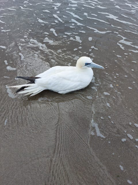 leturkbirder's tweet photo. Reports coming in of many sick seabirds along the coast. Please dont bring them home or handle them if you think they might have Avian flu.
@BirdsMatter_ie
@BirdwatchMeath
@BirdWatchIE
Please report here:
https://t.co/E51YHPJxer https://t.co/QiZZFEPPhA