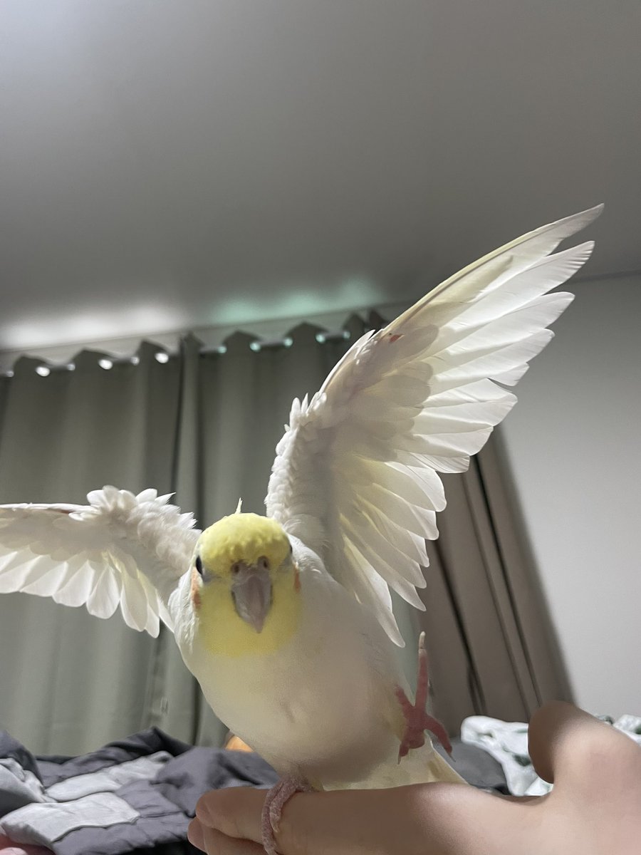 Tthebirb's tweet photo. 타코 필살 개인기 날개들면서 동시에 발도 들기 https://t.co/IzemLQlsoU