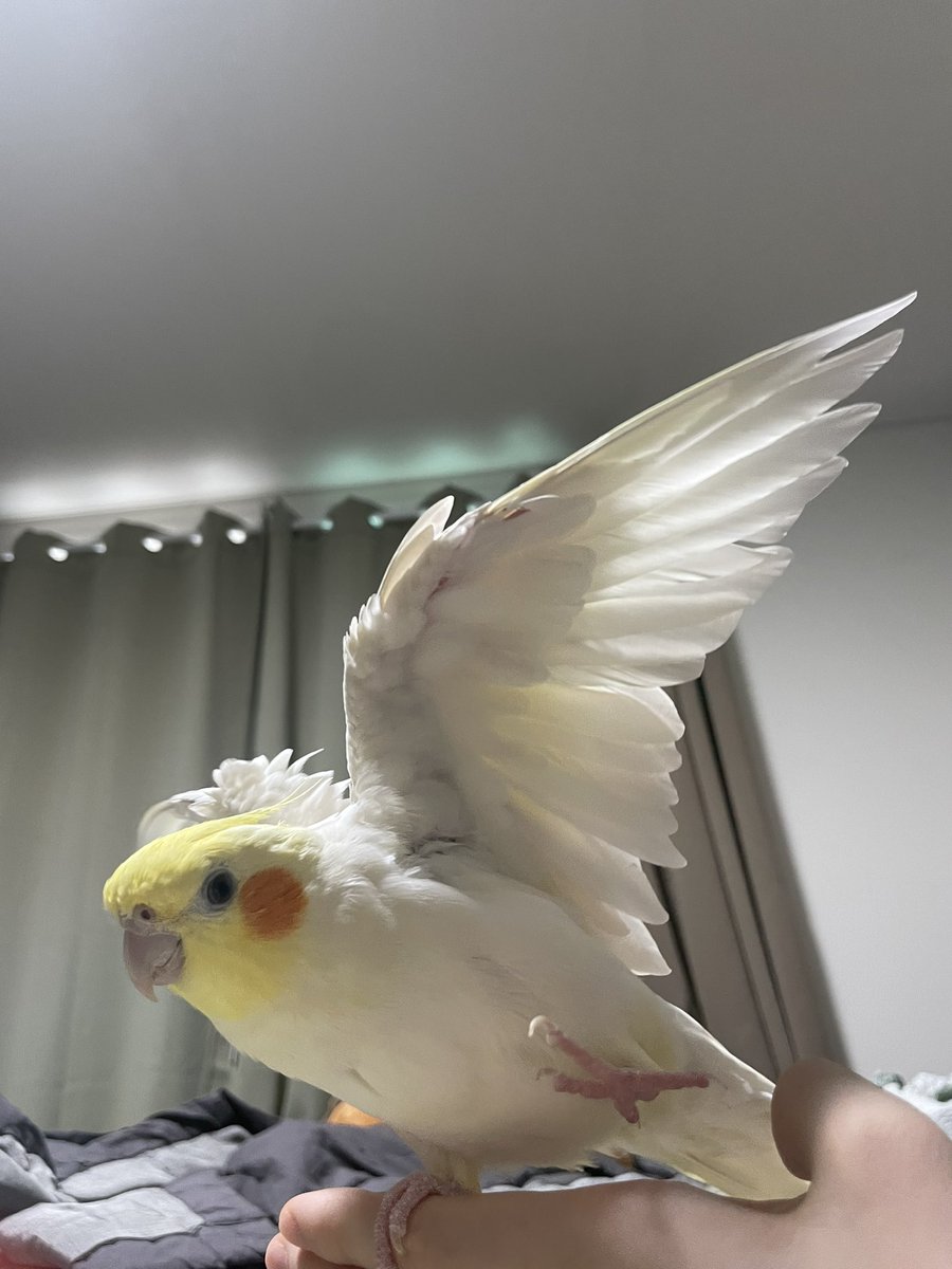 Tthebirb's tweet photo. 타코 필살 개인기 날개들면서 동시에 발도 들기 https://t.co/IzemLQlsoU