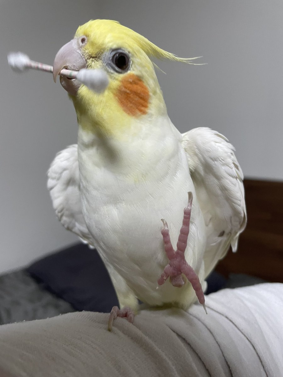 타코 필살 개인기 날개들면서 동시에 발도 들기