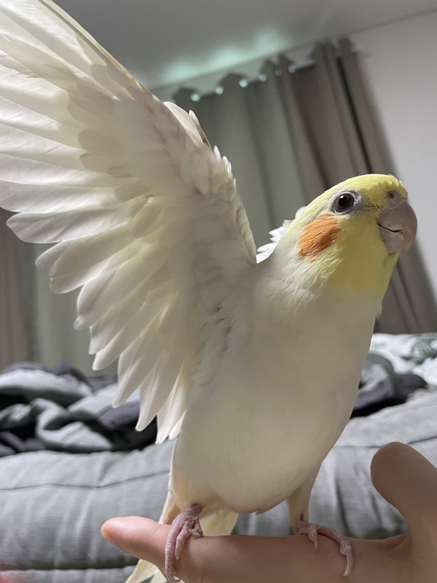 Tthebirb's tweet photo. 타코 필살 개인기 날개들면서 동시에 발도 들기 https://t.co/IzemLQlsoU