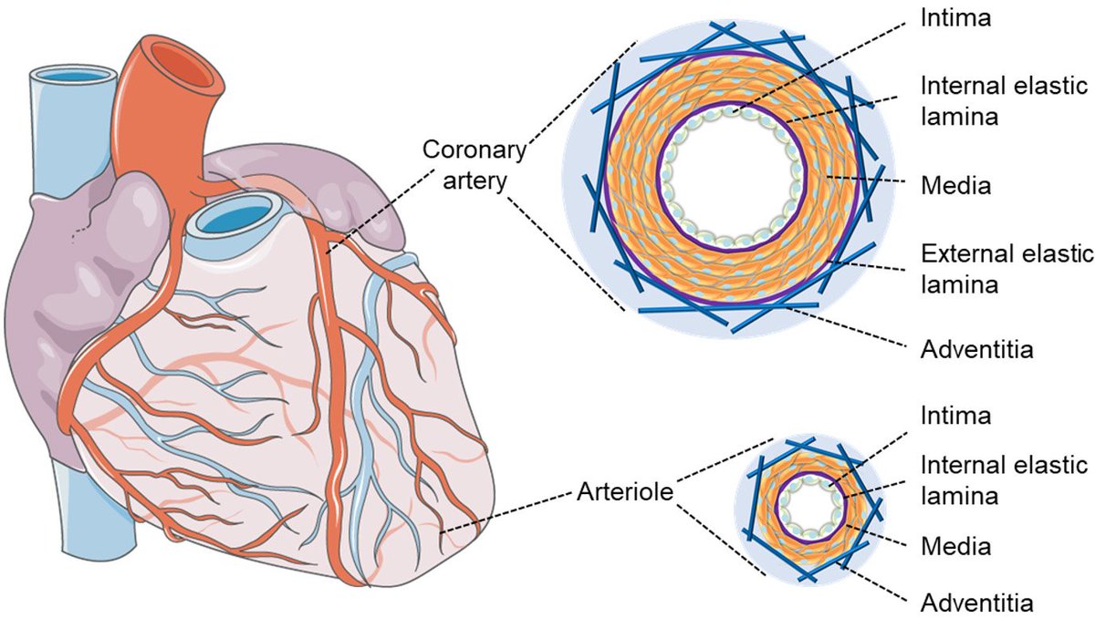 📢An excellent article by @doctorkriches shared with you
📚This review discuss the phenotypic differences between #microvascular and #MacrovascularSmoothMuscleCells and their contribution to #CoronaryMicrovascularDysfunction
😄Have a reading and sharing
🔎vpjournal.net/article/downlo…