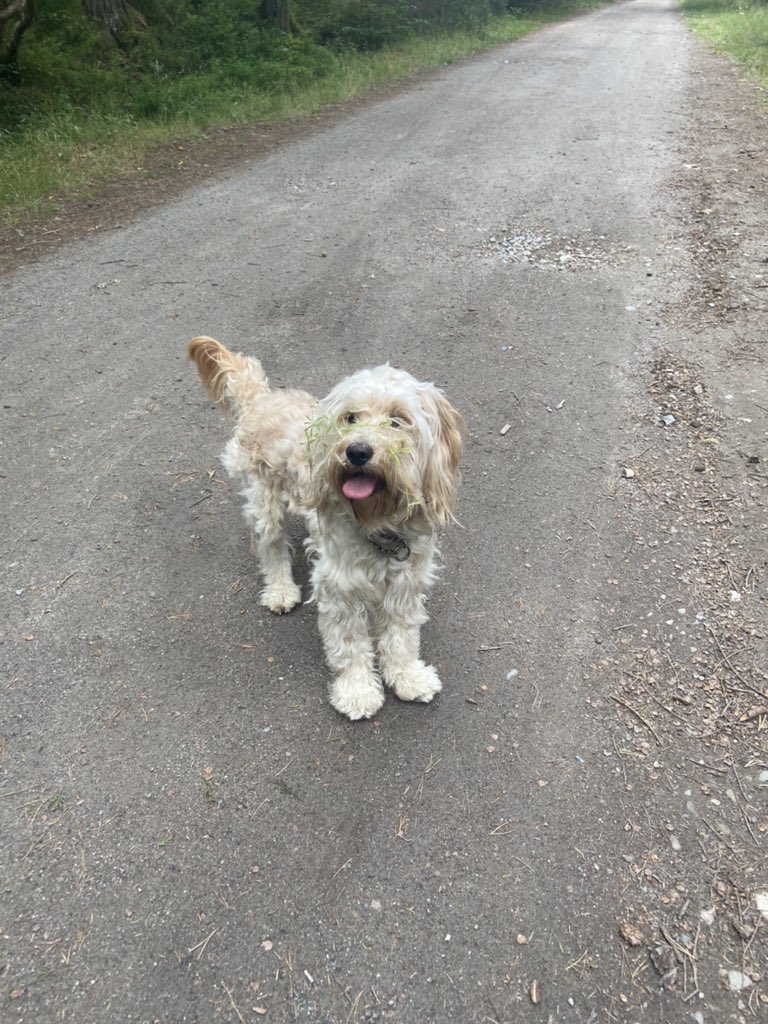 laureenmathh's tweet image. My dog Blue is missing !!! if anyone sees him can you let me know, Inverness - Lochardil area, he’s really friendly!!! he’s wearing a blue collar that’s partly chain !! please rt if you can