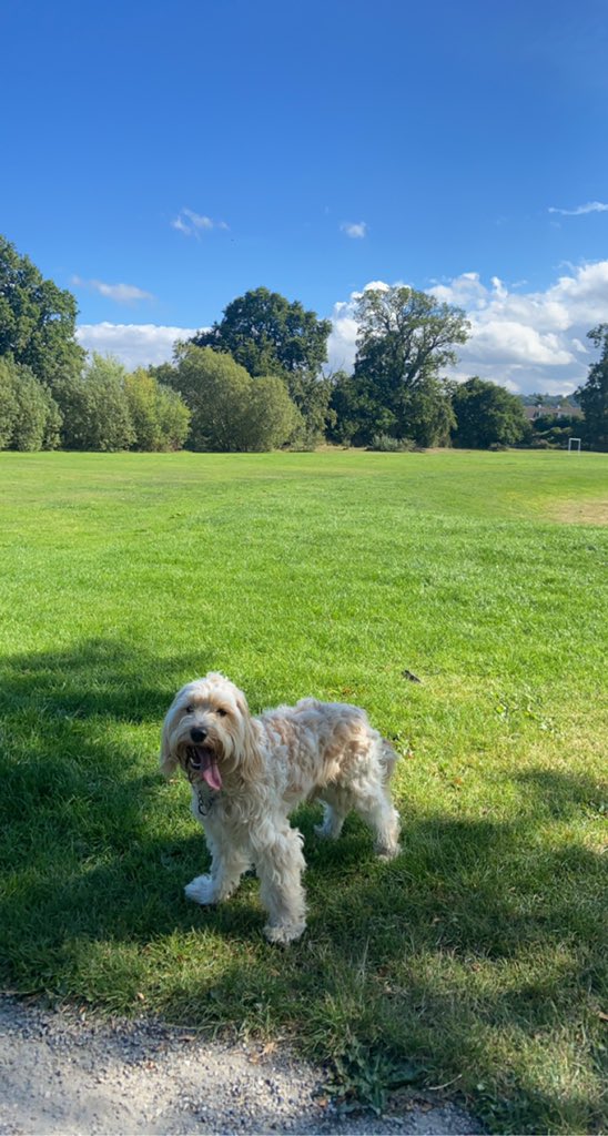 laureenmathh's tweet image. My dog Blue is missing !!! if anyone sees him can you let me know, Inverness - Lochardil area, he’s really friendly!!! he’s wearing a blue collar that’s partly chain !! please rt if you can