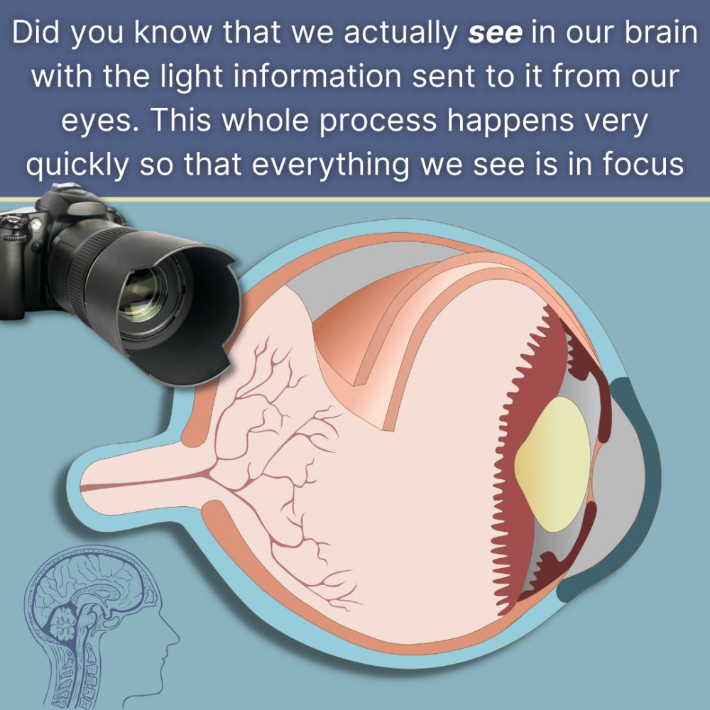 Seeing is likened to taking pictures on a camera film which is then developed. Your retina is like a camera film which stores an image of what you are looking at. The image directed onto your retina is then sent to your brain where it's processed, like developing a camera film!