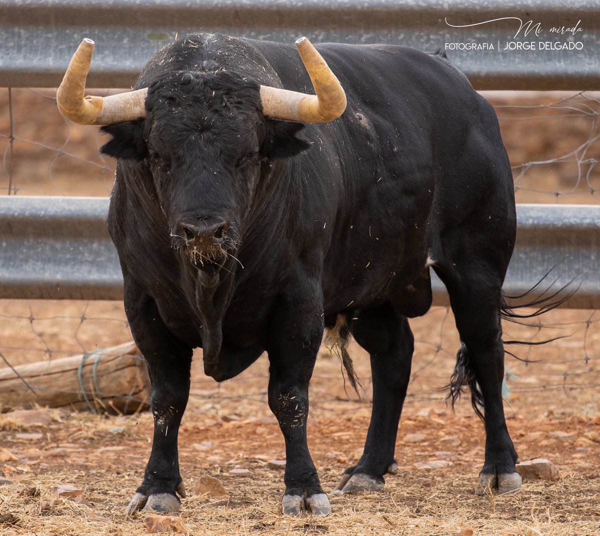 Algunos de los Montecillos que correrán mañana a las 09:00 en las calles de #argandadelrey  para ser recortados por la tarde en el #memorialgregoriosanalejo concurso de recortadores <a href="/titoredon/">✖️🌋REDONDO🌋</a> <a href="/Arganda_Ayto/">Arganda del Rey</a> <a href="/Gonzaleison/">Gonzalo Hernández</a>