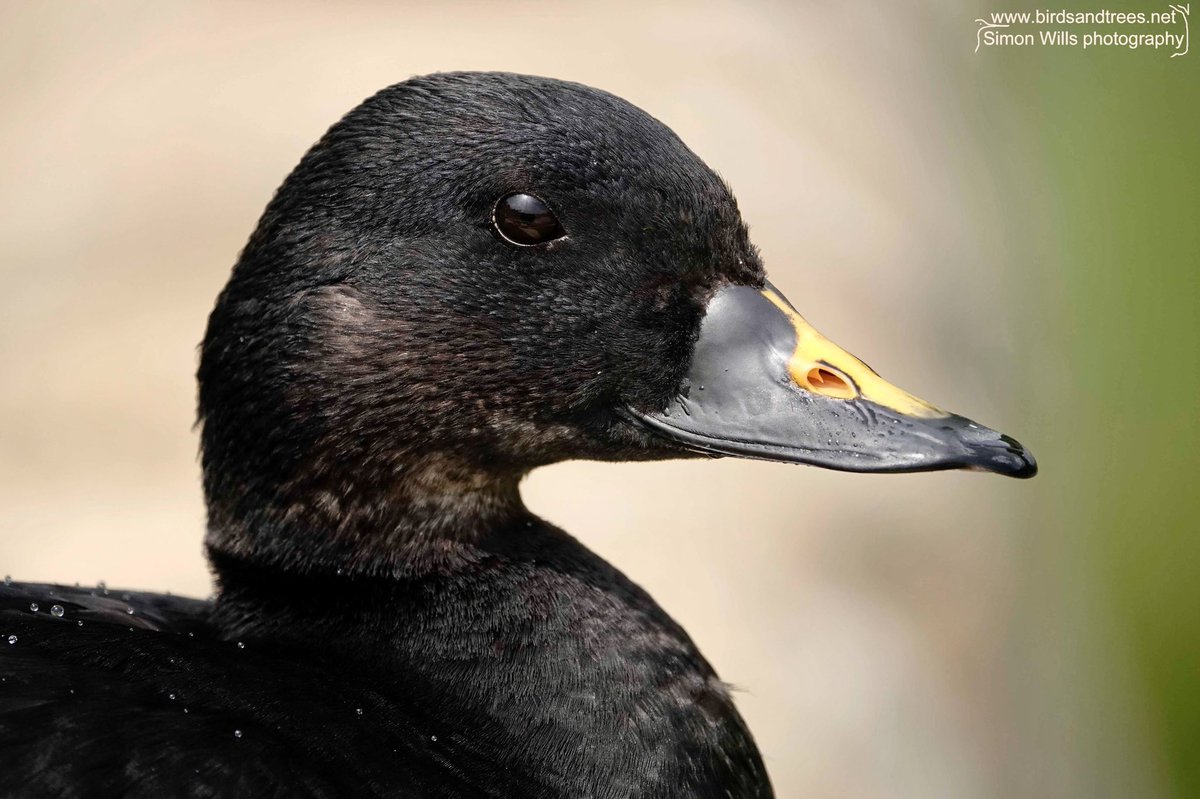The Common Scoter is a sea duck. It’s usually seen way out to sea, so it’s nice to see one close up. Their dark colouration makes them difficult to spot - a good way to avoid predators and birdwatchers! #birdtonic #Duck #wwt