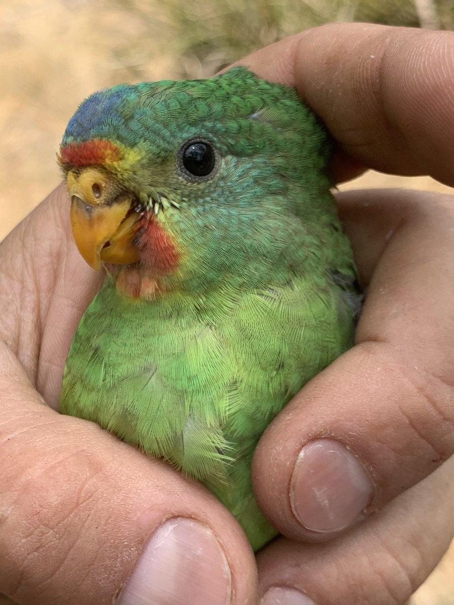 This #ThreatenedSpeciesDay2022 remember the swift parrot - a species on the brink of extinction because of relentless politicisation of forest protection and shameless pillaging of critical habitat