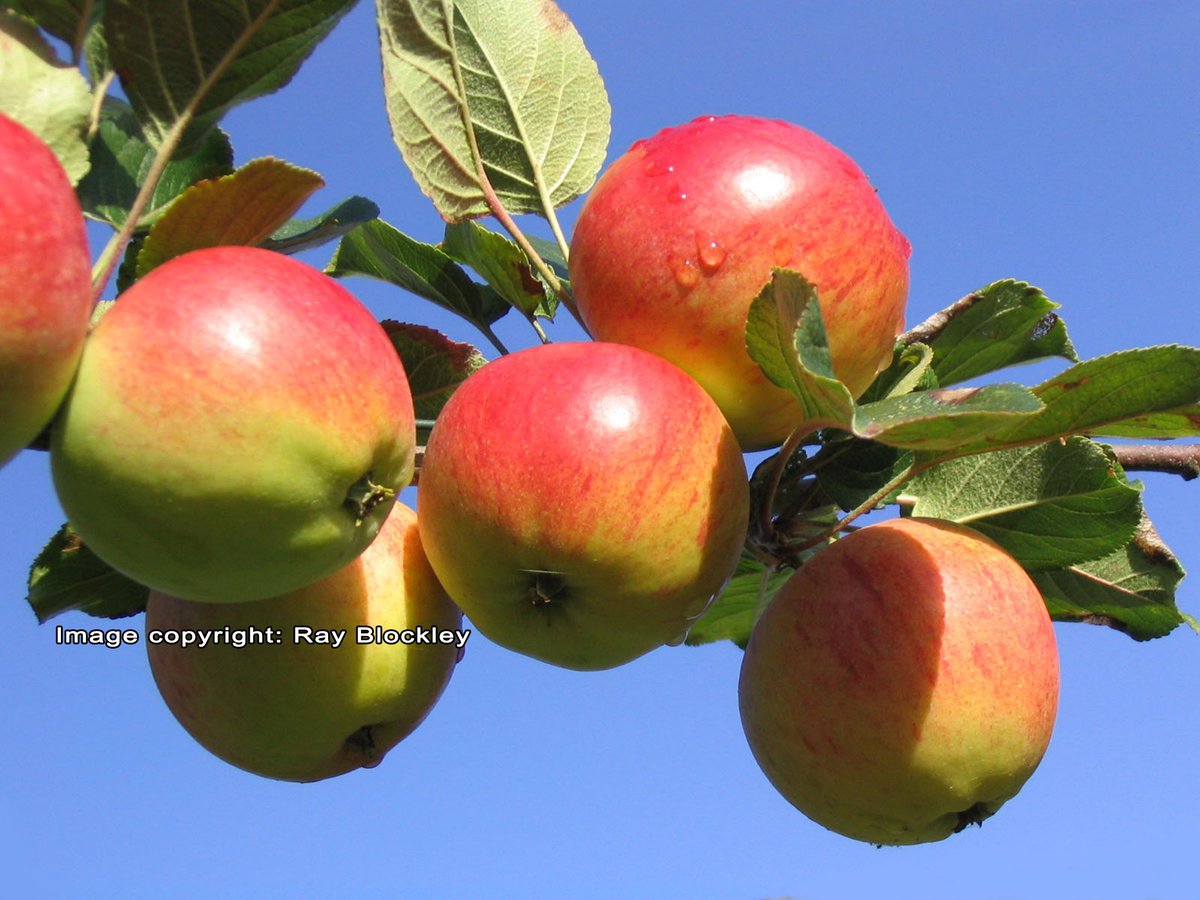 NCiderclub's tweet photo. Our Yarlington Mill focused event - single variety single event - discussing the apple, the maker, the method, & the terroir, on 26th Nov., is now completely sold out. Do keep your eyes open for our 2023 events coming soon. 🍎 #Nottingham #cider #ciderclub https://t.co/qmr241mRou