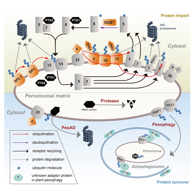 JIPBio's tweet image. #Protein ubiquitination #regulates a vast range of cellular processes. Akhter et al. explore what we know, and what we need to know, to better understand the impact of protein ubiquitination on #plant peroxisome functions. onlinelibrary.wiley.com/doi/10.1111/ji… @wileyplantsci #PlantSci #JIPB