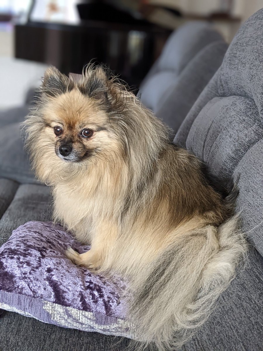 DogCastRadio's tweet photo. It's a dark, stormy day here in Shropshire, so Mischief has opted for a comfy cushion on the sofa from which to watch the storm through the window!

I don't blame her! 

#dog #doglife #dogsonsofas https://t.co/6aS6YZf4XG