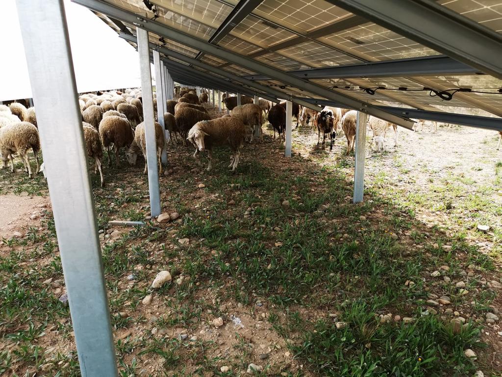 StellantisES's tweet photo. #Stellantis Zaragoza continua su camino a las cero emisiones netas de carbono e inaugura hoy la segunda fase de su proyecto de autoconsumo: con 34.800 paneles solares y una superficie igual a 23 campos de fútbol, la planta dejará de emitir 4.216 t de CO2eq. #DareForward 2030 https://t.co/wbOgjo0Mp4