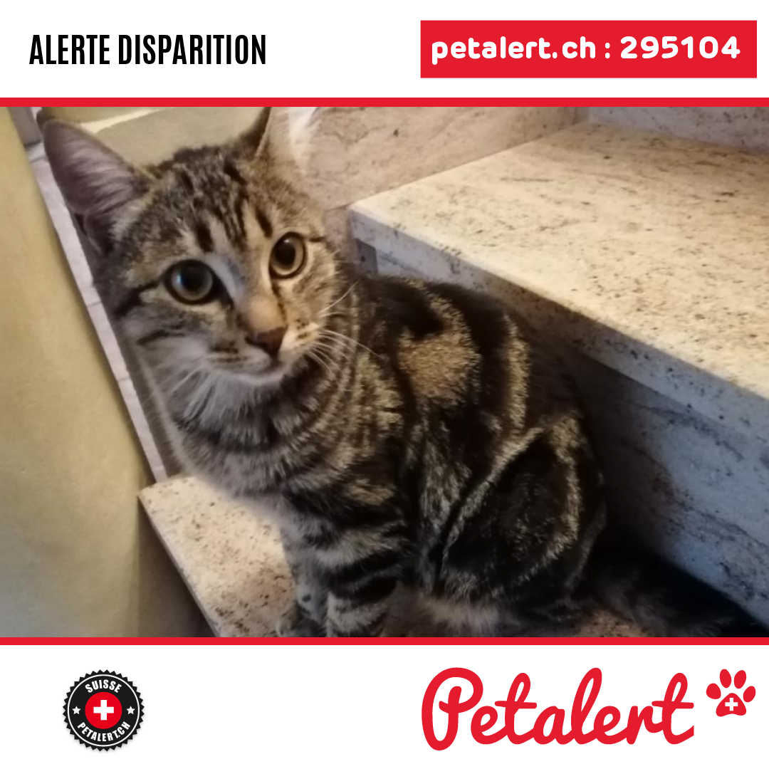 petalert_suisse's tweet photo. Disparu #Chat #Valais #Charrat #Petalert  #PetAlertVS / https://t.co/x3mqmeWThK https://t.co/ray0cfOE13